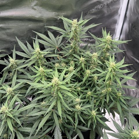 Gelato #2 growlog timeline photo