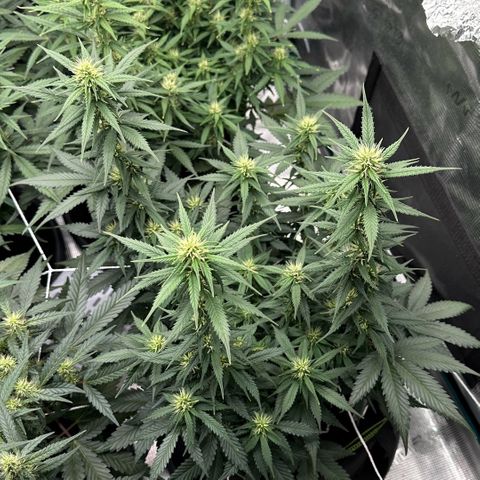 Gelato #3 growlog timeline photo