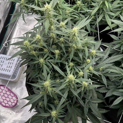Gelato #4 growlog timeline photo