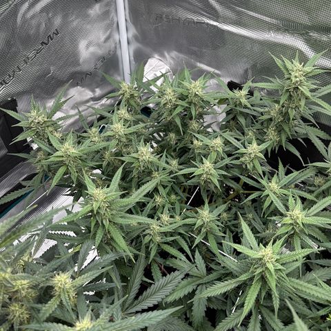 Gelato #1 growlog timeline photo