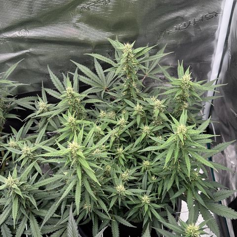 Gelato #2 growlog timeline photo