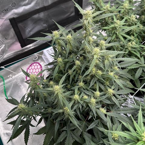 Gelato #4 growlog timeline photo