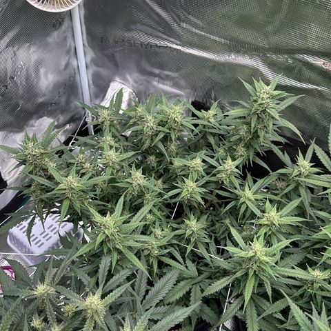 Gelato #1 growlog timeline photo