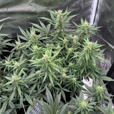 Gelato #2 growlog timeline photo