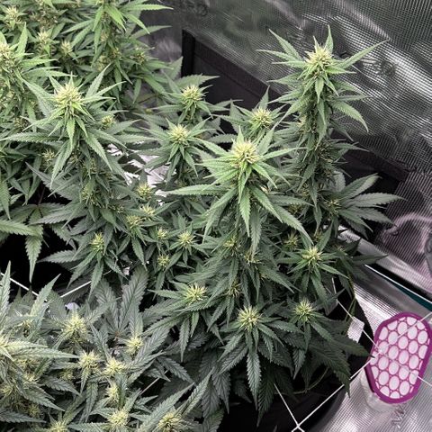 Gelato #3 growlog timeline photo