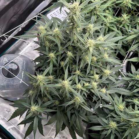 Gelato #4 growlog timeline photo