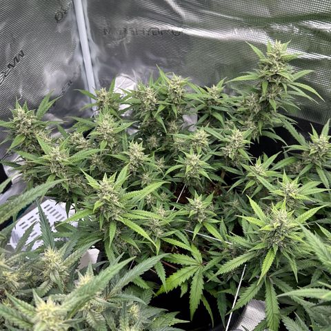 Gelato #1 growlog timeline photo