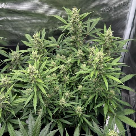 Gelato #2 growlog timeline photo