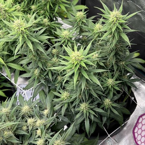 Gelato #3 growlog timeline photo