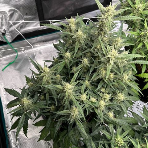 Gelato #4 growlog timeline photo