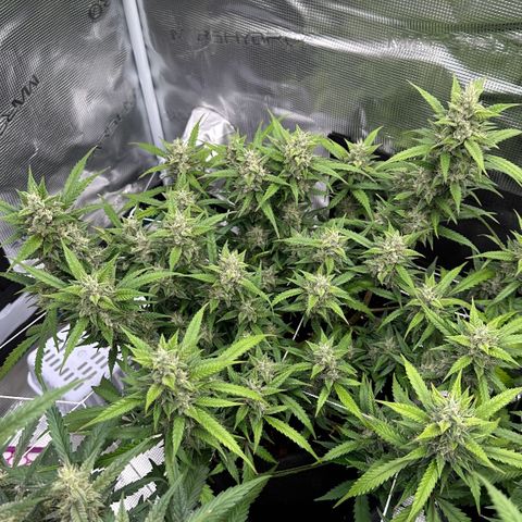 Gelato #1 growlog timeline photo
