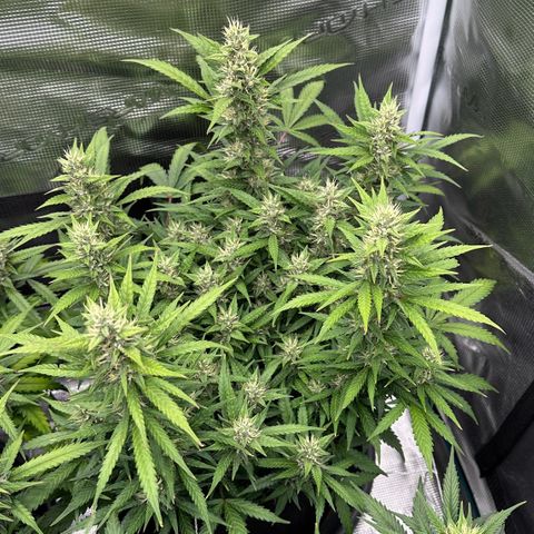 Gelato #2 growlog timeline photo