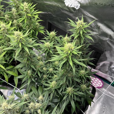 Gelato #3 growlog timeline photo