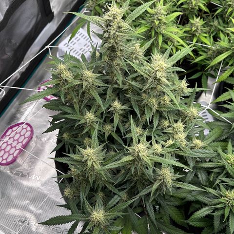 Gelato #4 growlog timeline photo