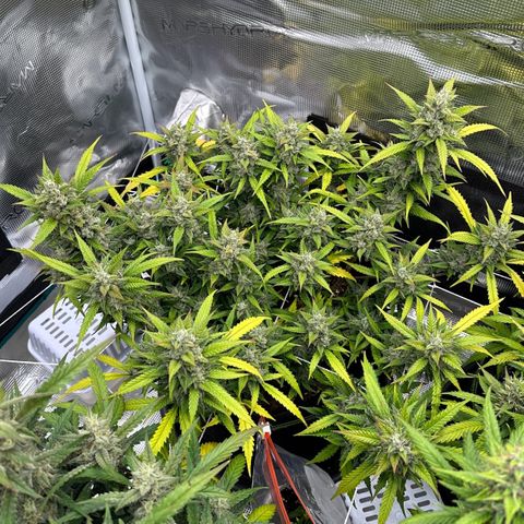 Gelato #1 growlog timeline photo