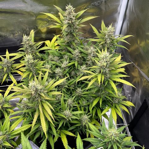 Gelato #2 growlog timeline photo