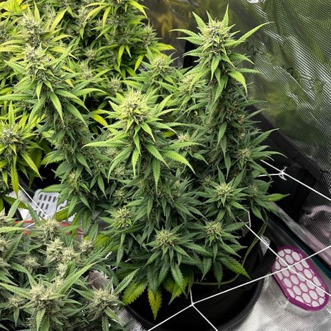 Gelato #3 growlog timeline photo