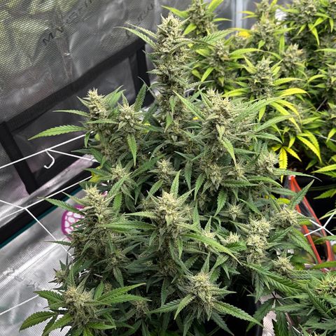 Gelato #4 growlog timeline photo