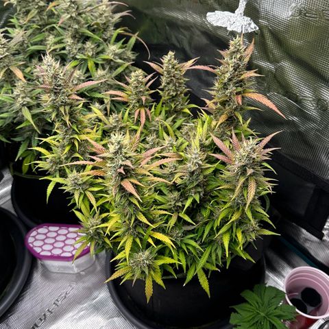 Gelato #2 growlog timeline photo