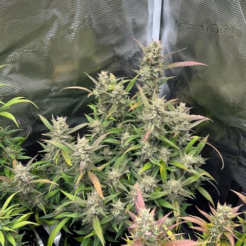 Gelato #3 growlog timeline photo