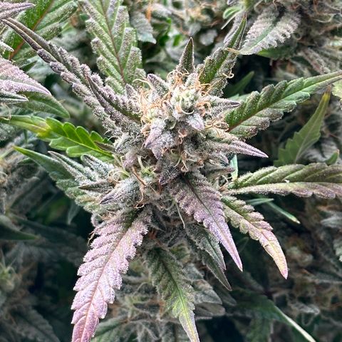 Gelato #3 growlog timeline photo