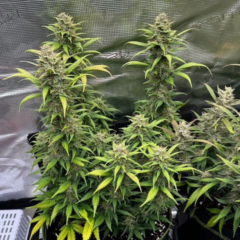 Gelato #4 growlog timeline photo