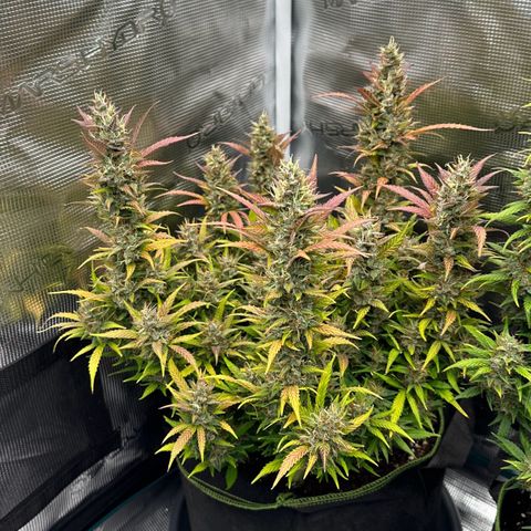 Gelato #2 growlog timeline photo
