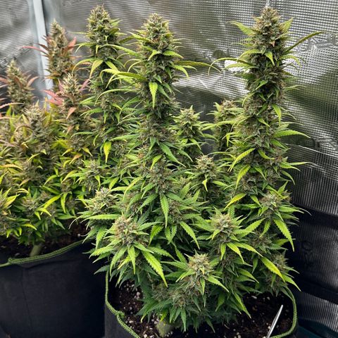 Gelato #3 growlog timeline photo
