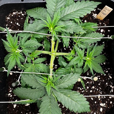 Auto Banana Blaze growlog timeline photo