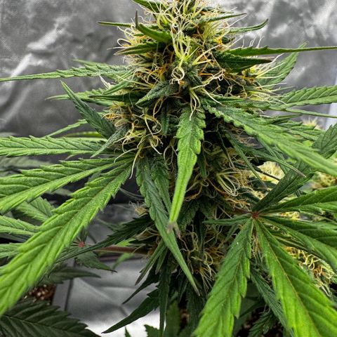OG Kush Auto growlog timeline photo