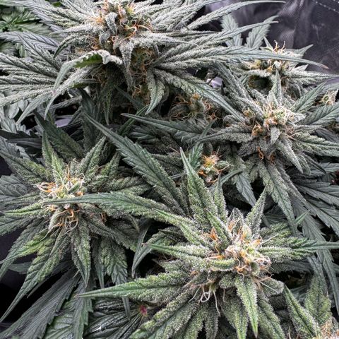Northern Lights Automatic growlog timeline photo