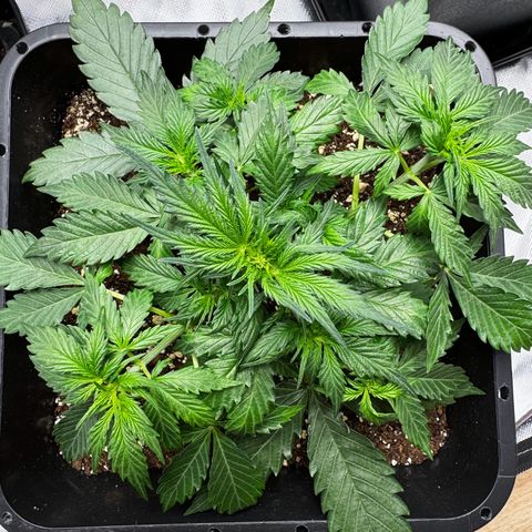 Blueberry Automatic growlog timeline photo