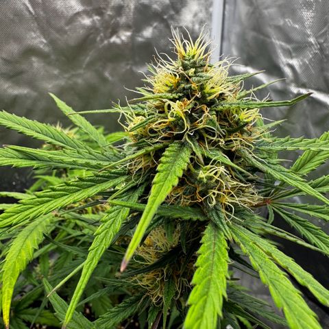 OG Kush Auto growlog timeline photo