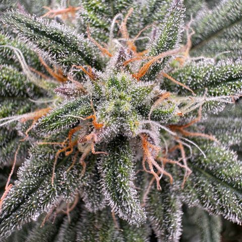 Northern Lights Automatic growlog timeline photo