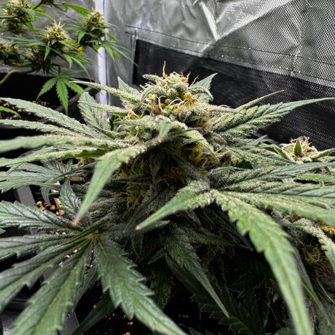 Northern Lights Automatic growlog timeline photo