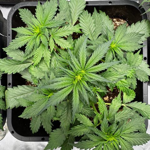 Blueberry Automatic growlog timeline photo