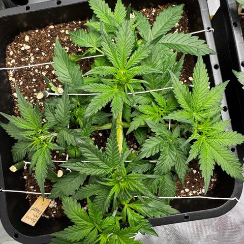 Auto Banana Blaze growlog timeline photo
