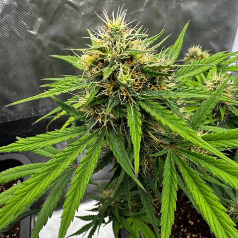 OG Kush Auto growlog timeline photo