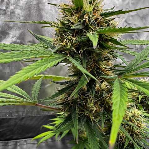 OG Kush Auto growlog timeline photo