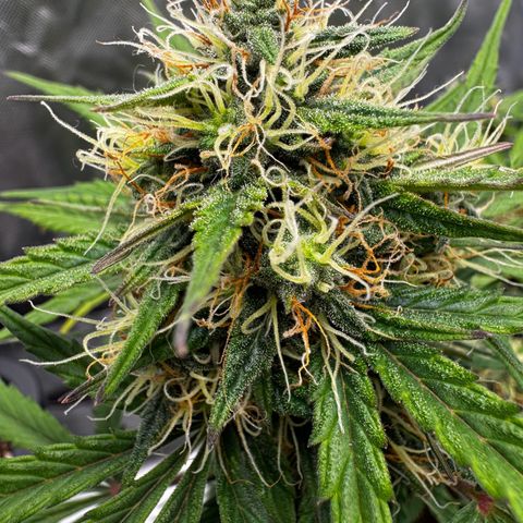 OG Kush Auto growlog timeline photo
