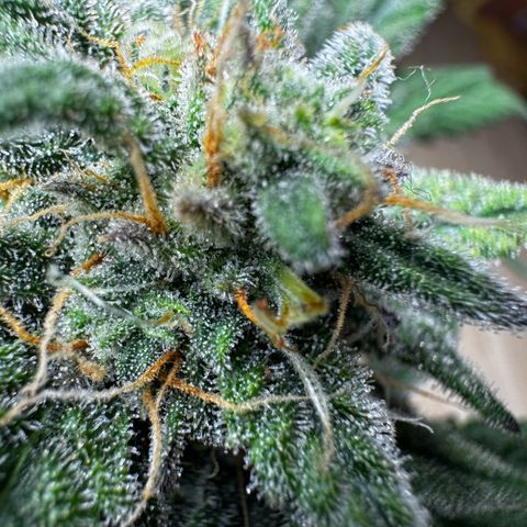 Northern Lights Automatic growlog timeline photo
