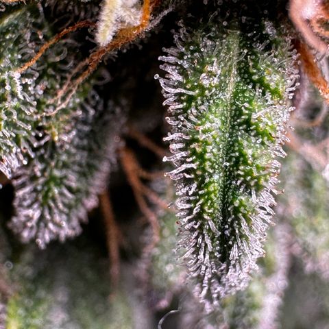 Northern Lights Automatic growlog timeline photo
