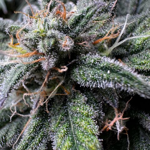 Northern Lights Automatic growlog timeline photo