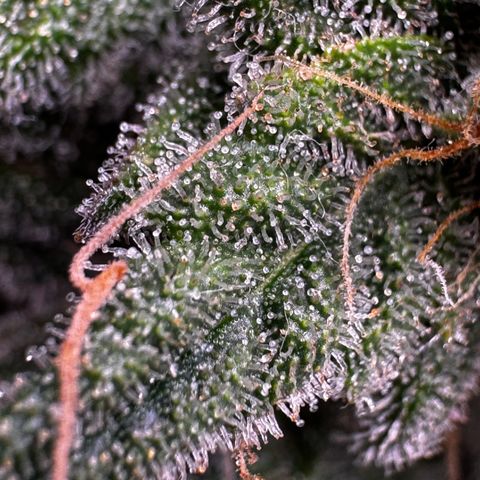 Northern Lights Automatic growlog timeline photo