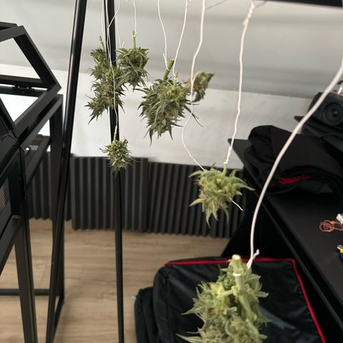 Northern Lights Automatic growlog timeline photo
