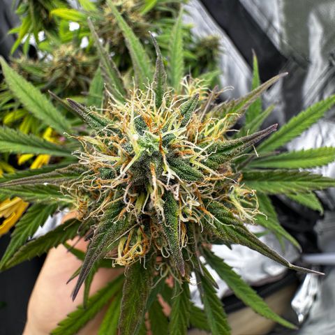 OG Kush Auto growlog timeline photo