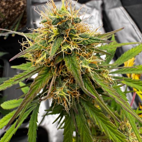 OG Kush Auto growlog timeline photo