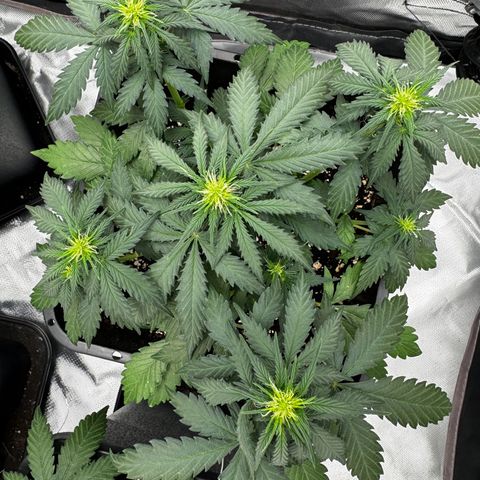 Blueberry Automatic growlog timeline photo