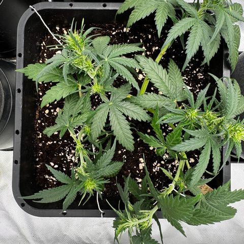 Auto Banana Blaze growlog timeline photo
