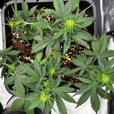 Auto Banana Blaze growlog timeline photo